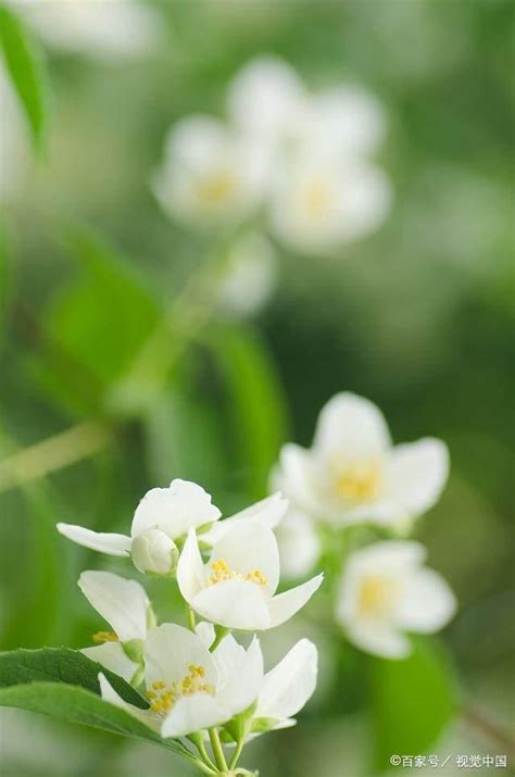 茉莉花種植禁忌|養茉莉花的禁忌